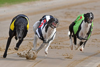 Greyhound Racing at Towcester