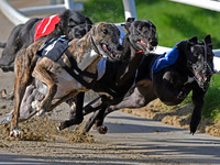Greyhound Racing at Towcester