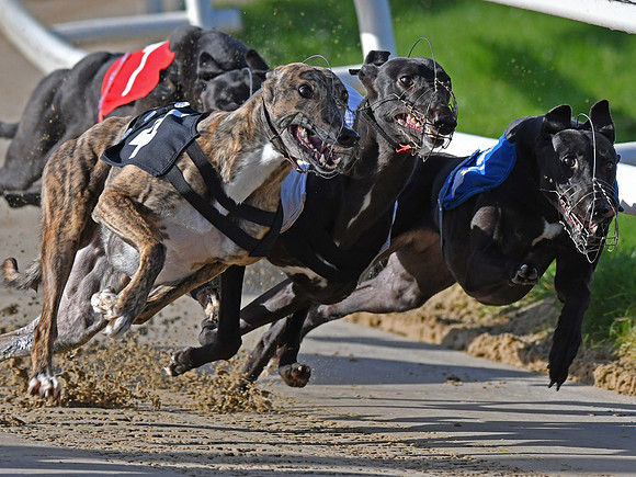 Greyhound Racing at Towcester