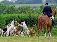 Hounds catching a biscuit with the Hampshire Hunt