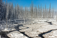 Cottonwood trees