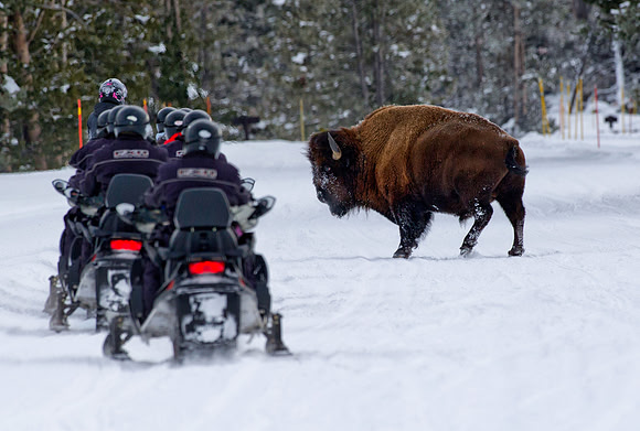 Bison preventing the Skidoos passing, Yellowstone National Park,