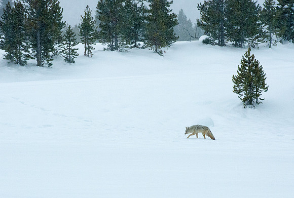Coyote, Coyote near Old Fathful, Yellowstone National Park,