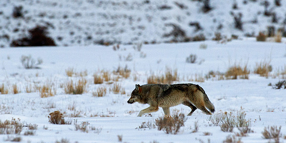 Female Wolf in the Lamar Valley,Yellowstone in Winter January 2013