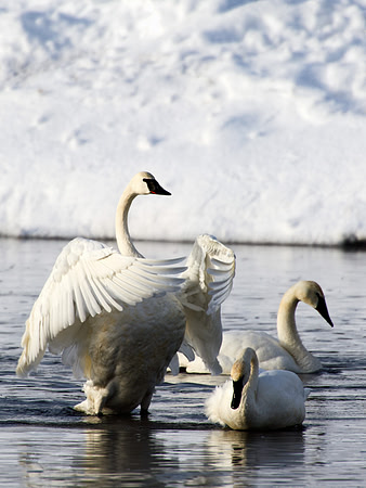 Trumpeter swan flapping her wings on the Madison River,, Yellowstone National Park,