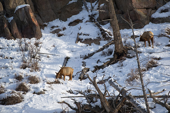 Elk grazing on high ground by the Firehole River, Yellowstone National Park,