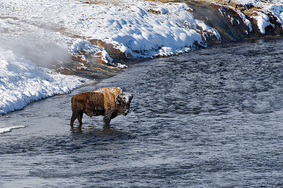 Bison in the Madison River,
