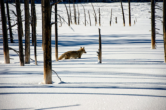 Coyote jumping into snow