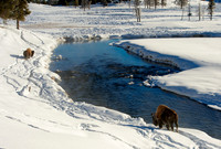 Bison by the Madison River,