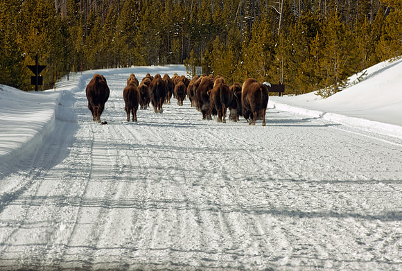 Bison in Road, Yellowstone River