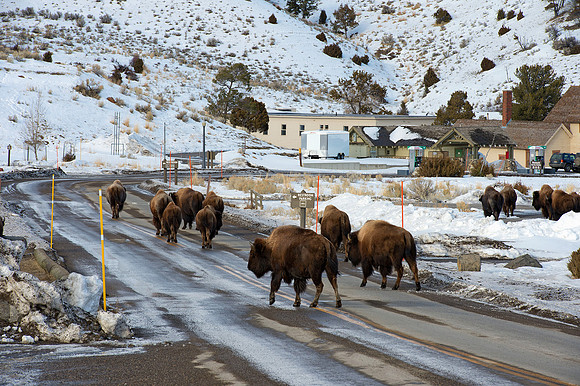 Bison on road Mammouth Hot Springs, Yellowstone National Park,