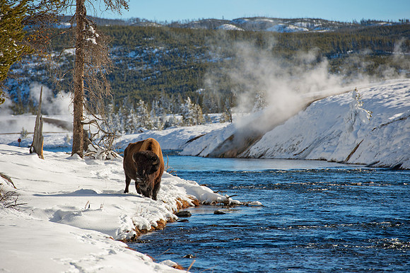 Bison by the Madison River,