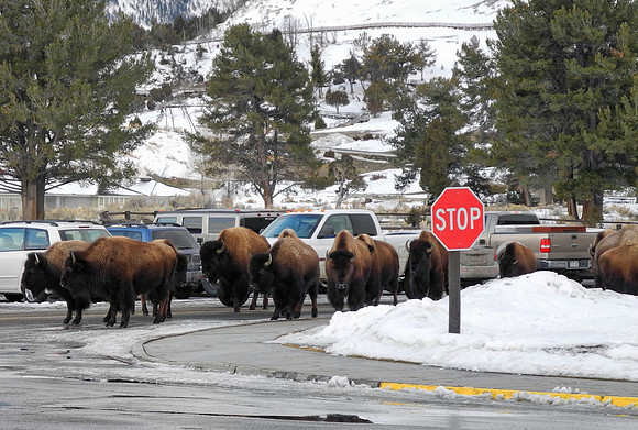 Herd of Bison coming into town