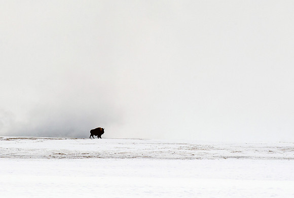 Lone Bison standing in the snow, Yellowstone National Park,