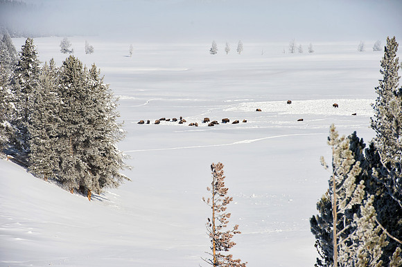 Bison in the Hayden Valley,