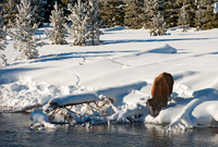 Bison by the Madison River,