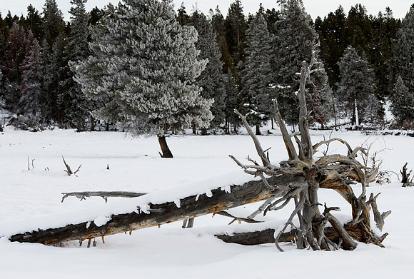 Fallen tree, Yellowstone National Park,