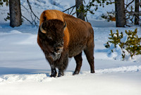 Bison in the snow