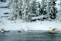 Trumpeter Swans
