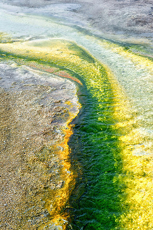 Jewell Geyser, Biscuit Basin, Yellowstone National Park,