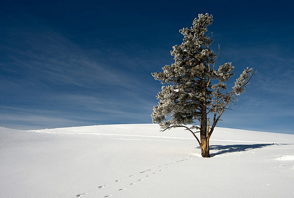 Tree in the Hayden Valley,