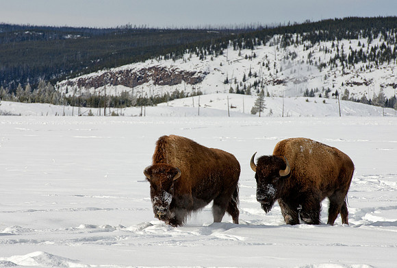 Bison grazing 0n the snow, Yellowstone National Park,