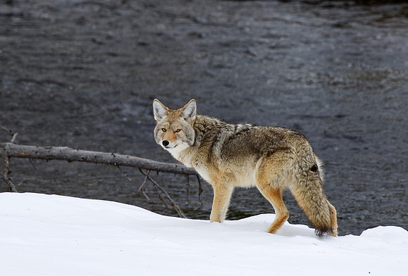 Coyote by Gardener River,, Yellowstone National Park,
