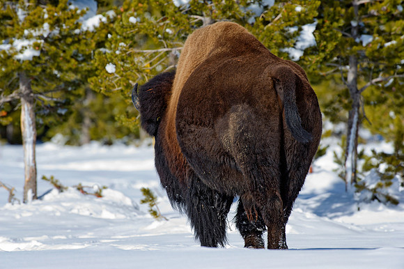 Bison by the Madison River,