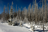 Cottonwood tress in the eraly morning snow.