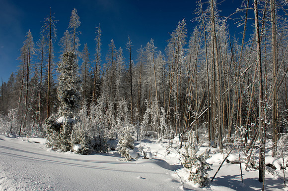 Cottonwood tress in the eraly morning snow.