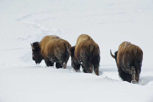 Three Bison walking through the snow, Yellowstone National Park,
