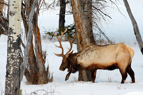Elk Stag, Gardeners Hole,Yellowstone in Winter January 2013