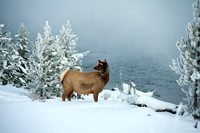 Female Elk by Madison River