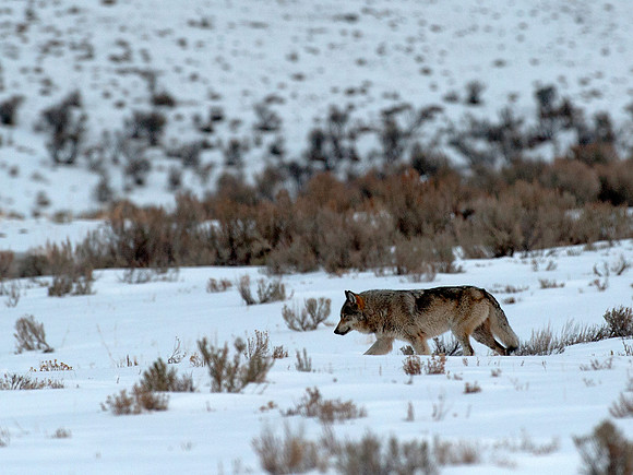Female Wolf in the Lamar Valley,Yellowstone in Winter January 2013