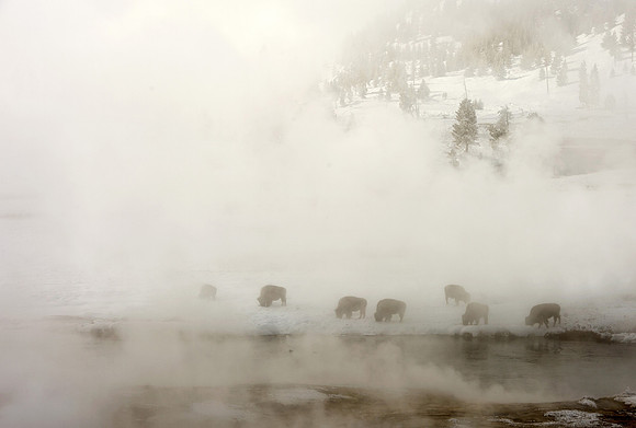 Bisons in the mist