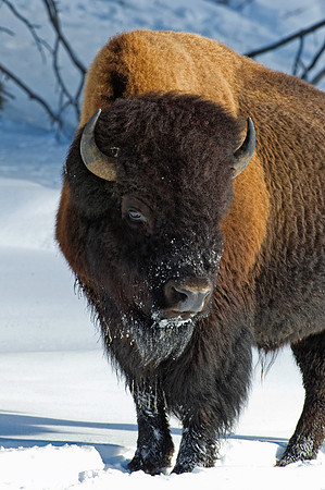 Bison by the Madison River,