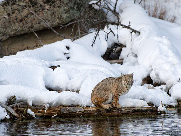 Bobcat by Madison River