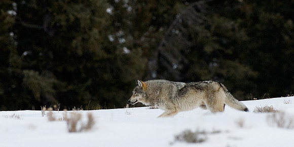 Female Wolf in the Lamar Valley,Yellowstone in Winter January 2013