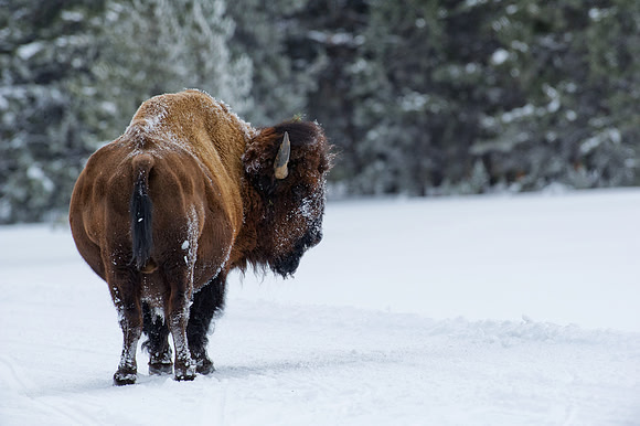 Bison standing in the snow, Yellowstone National Park,