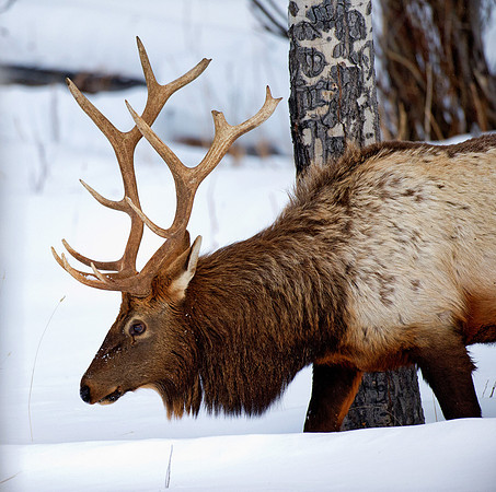 Elk Stag, Gardeners Hole,Yellowstone in Winter January 2013