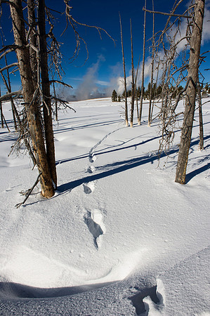 Coyote tracks