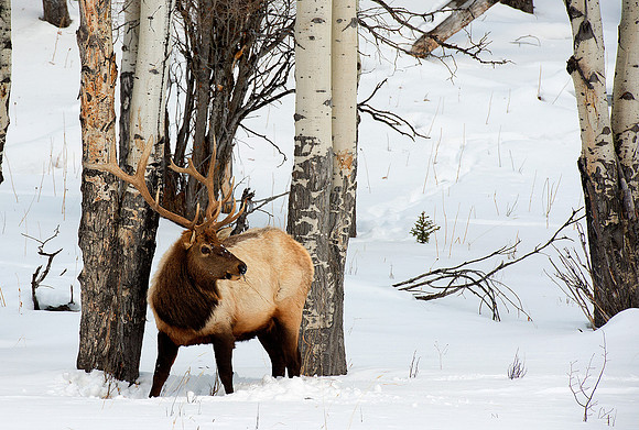 Elk Stag, Gardeners Hole,Yellowstone in Winter January 2013