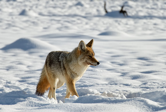 Coyote, Norris Geyser Basin, Yellowstone National Park,