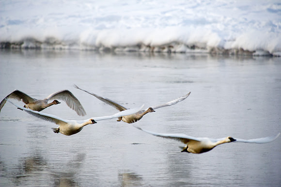 Trumpeter swans in flight over the Madison River,, Yellowstone National Park,