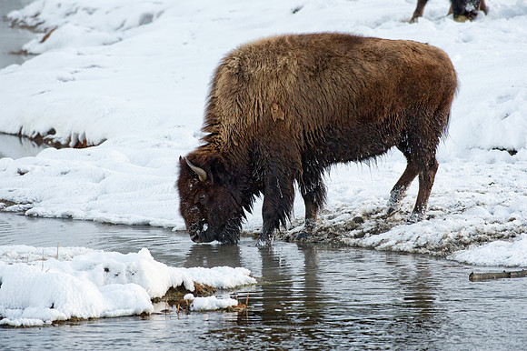 Bison by the Madison River,