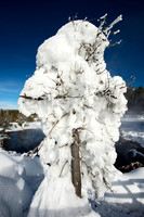 Snow covered tree