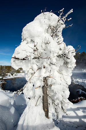 Snow covered tree