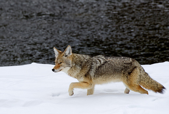 Coyote by Gardener River,, Yellowstone National Park,