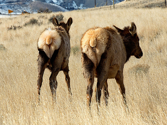 Elk in Gardener, Yellowstone National Park,