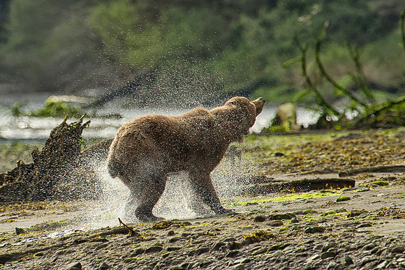 A Brown Bear shakes off the water